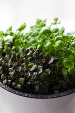 Microgreens growing on a windowsill Stock Photos