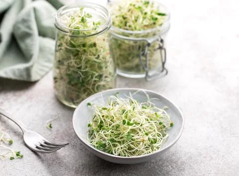 Microgreens grown in a jar. Stock Photos