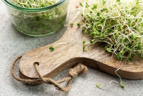 Microgreens grown in a jar. Stock Photos