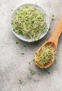 Microgreens grown in a jar. Stock Photos
