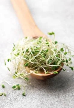 Microgreens grown in a jar. Stock Photos