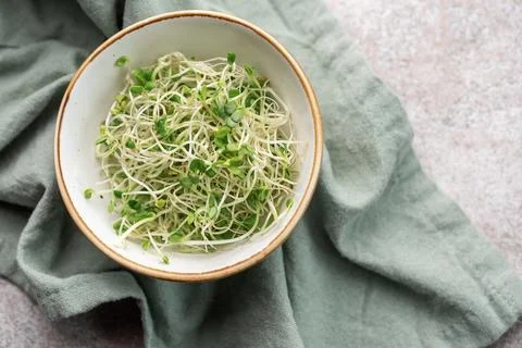 Microgreens grown in a jar. Stock Photos