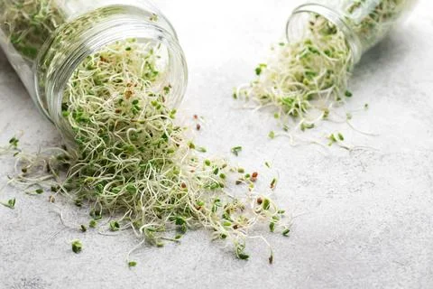 Microgreens grown in a jar. Foto stock
