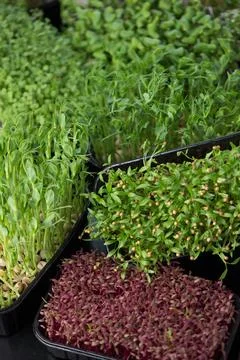 Microgreens at home. Different types of microgreens are used for food. Amaran Stock Photos