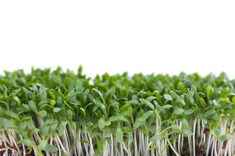 Microgreens isolated on white background, front view. Stock Photos