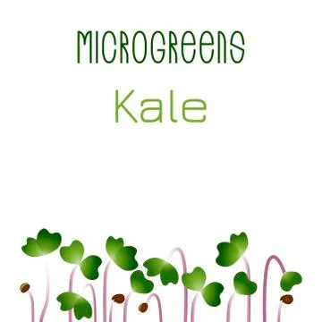 Microgreens Kale. Seed packaging design. Sprouting seeds of a plant Stock Illustration