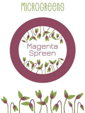 Microgreens Magenta Spreen. Seed packaging design, round element in the cente Stock Illustration