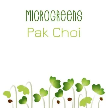 Microgreens Pak Choi. Seed packaging design. Sprouting seeds of a plant Stock Illustration