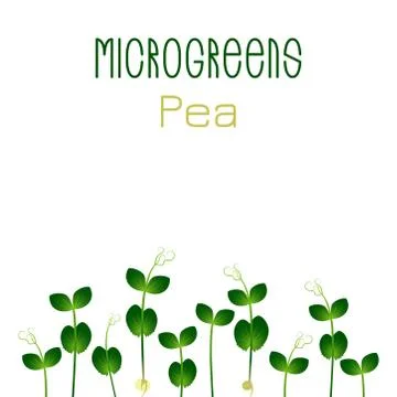 Microgreens Pea. Seed packaging design. Sprouting seeds of a plant Stock Illustration