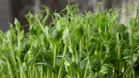 Microgreens of peas, side view. Stock Footage 148295658