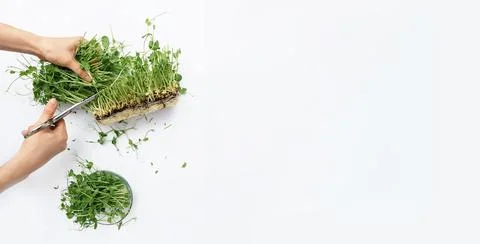 Microgreens of peas on a white background Stock Photos