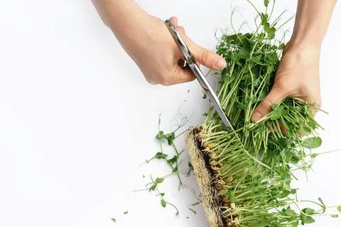 Microgreens of peas on a white background Stock Photos