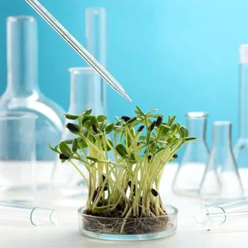 Microgreens in a petri dish on the background of many chemical flasks. Stock Photos