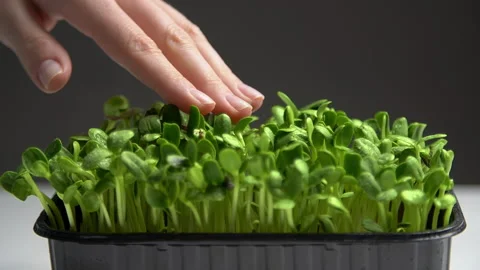Microgreens planted in black container with grayish background behind Stock Footage 236958003