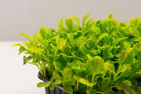 Microgreens planted in a black container of young lettuce sprouts on a Stock Photos
