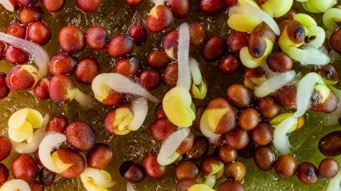 Microgreens plants growing from seeds in timelapse, sprouts germination newborn Stock Footage 166972669