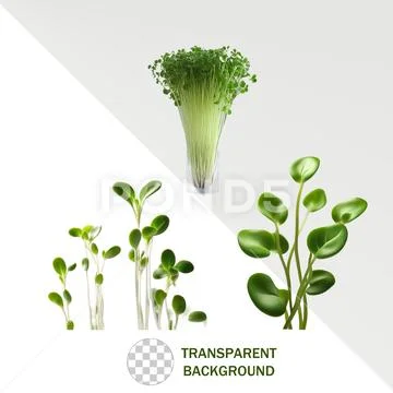 Microgreens PSD Template
