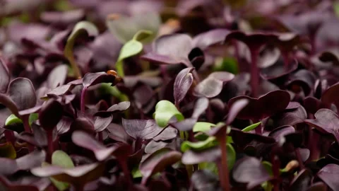 Microgreens of radish - background. Stock Footage 148295303