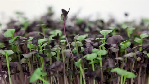 Microgreens Radish close up time lapse Stock Footage 233742871