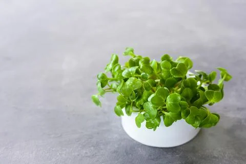 Microgreens of radish in pot Stock Photos