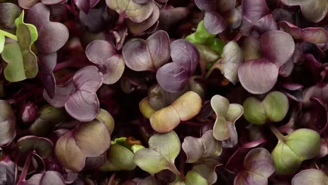 Microgreens of radish, top view. Stock Footage 149426242