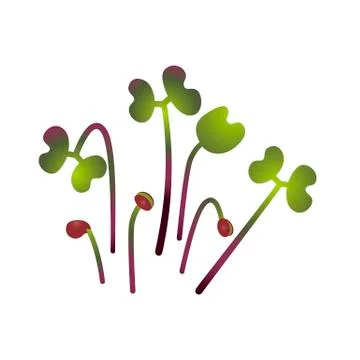 Microgreens Red Cabbage. Bunch of plants. White background Stock Illustration