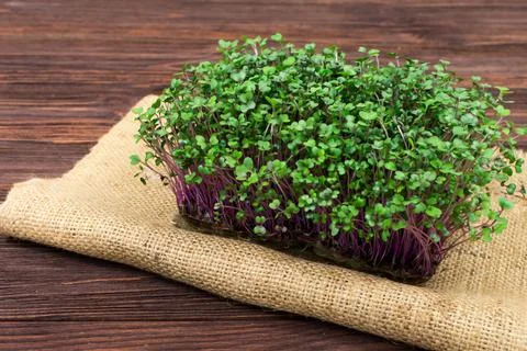Microgreens of red cabbage grown in a container at home on a rag on a wooden Stock Photos