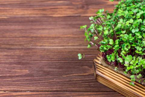 Microgreens of red cabbage grown in a container at home on a rag on a wooden Stock-Fotos