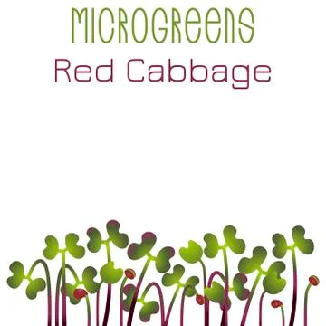 Microgreens Red Cabbage. Seed packaging design. Sprouting seeds of a plant Stock Illustration