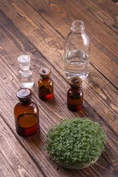 Microgreens in round container and small glass vials on wooden table. Sprouts Stock Photos