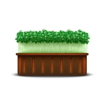 Microgreens seedling in brown plastic container isolated on white backgroun.. Illustration