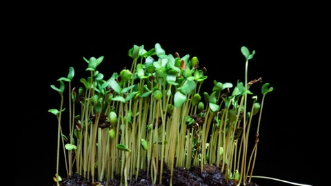 Microgreens Seedlings Sprouting and Growing Time-Lapse on Black Background, Germ 스톡 동영상 345119204