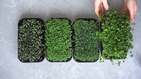Microgreens set: chia, purple cabbage, arugula and daikon. Stock Footage 148952247