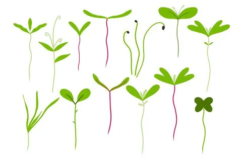 Microgreens set. Set of small green sprouts. Stock Illustration
