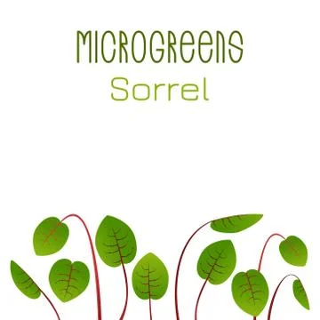Microgreens Sorrel. Seed packaging design. Sprouting seeds of a plant Illustrazione stock