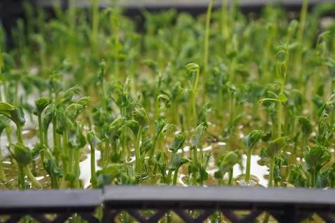 Microgreens from sprouted pea seeds using the hydroponic method of growing .. Stock-Fotos