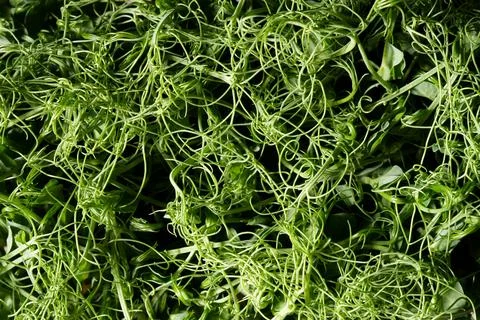 Microgreens, sprouting peas, top view. Healthy food. Background abstract phot Stock Photos