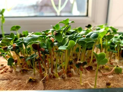 Microgreens Sprouts Fotos de archivo