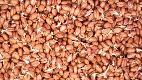 Microgreens sprouts timelapse on top view. Vegan micro greens shoots. Growing sp Stock Footage 147348486