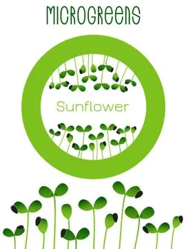 Microgreens Sunflower. Seed packaging design, round element in the center Stock Illustration