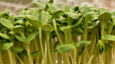 Microgreens of sunflower, side view. Stock-Footage 136623848