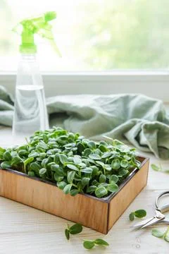 Microgreens of sunflowers Stock Photos