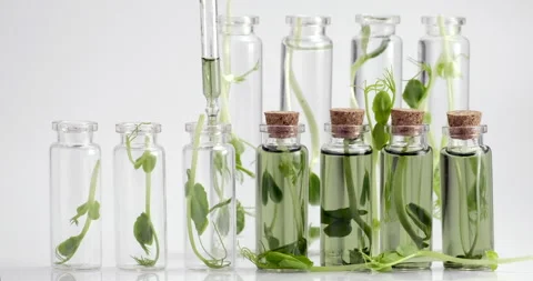 Microgreens. Test tubes with micro greens and reagent Stock Footage 159312034