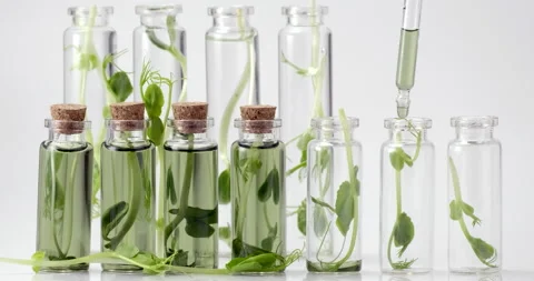 Microgreens. Test tubes with micro greens and reagent Stock Footage 159312133