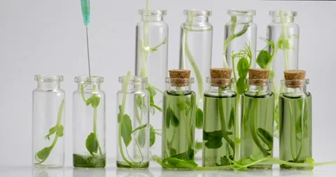Microgreens. Test tubes with micro greens and reagent Stock Footage 159312287