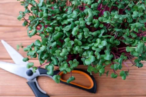 Microgreens on top, next to scissors. Young radish sprouts Foto stock