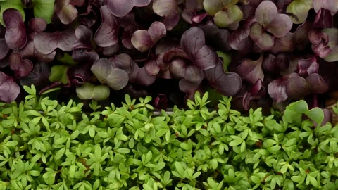 Microgreens, top view. Stock Footage 148975343