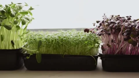 Microgreens in a tray on a home windowsill. Stock Footage 150634222
