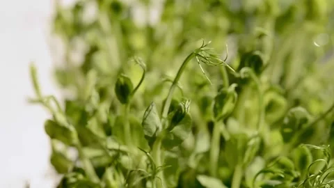 Microgreens in water drops close-up. FullHD footage, Grown for food shoots micro Stock Footage 202645998