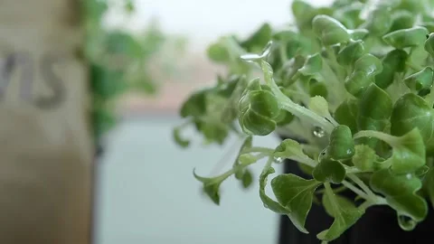 Microgreens in water drops close-up. FullHD footage, Grown for food shoots micro Stock Footage 202646304